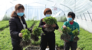 Sustainable stevia farmers